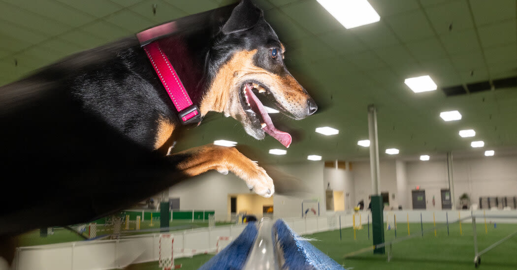 The Unwanted Shelter Dog Who Found His Way to Westminster