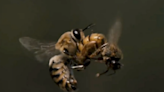 Fact Check: The Facts Behind Video Supposedly Showing Male Drone Bee Dying After Ejaculation