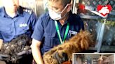 油麻地廟街發生懷疑虐待動物案 骯髒狹小單位內救出約四十貓狗