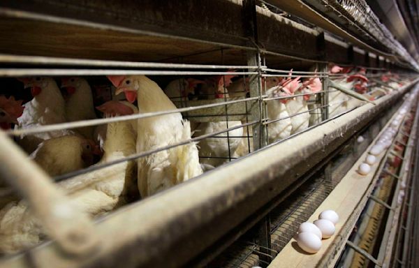 Farmers must kill 4.2 million chickens after bird flu hits Iowa egg farm