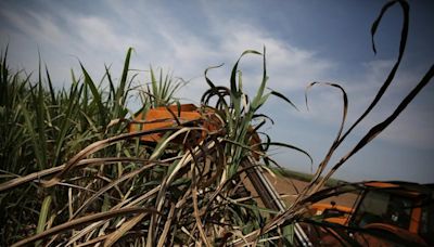 BP ampliará capacidade de moagem de cana-de-açúcar em Tocantins Por Reuters