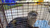 Florida man, dog attacked by rabid otter. How dangerous are these cute, beloved animals?