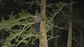 Texas man rescued after scampering up tree to escape alligator