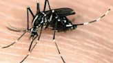 Here’s the truth about this highly aggressive, invasive insect in SC and how to fight it