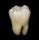 Molar (tooth)