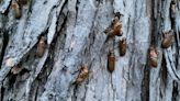 How long do cicadas live? A timeline of their emergence in Illinois