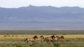 Mongolia signs landmark climate finance deal for its grasslands