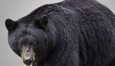 Bear struck and killed in Burlington