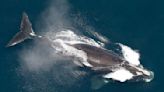 Environmental groups decry attempt to delay shipping rules intended to save whales