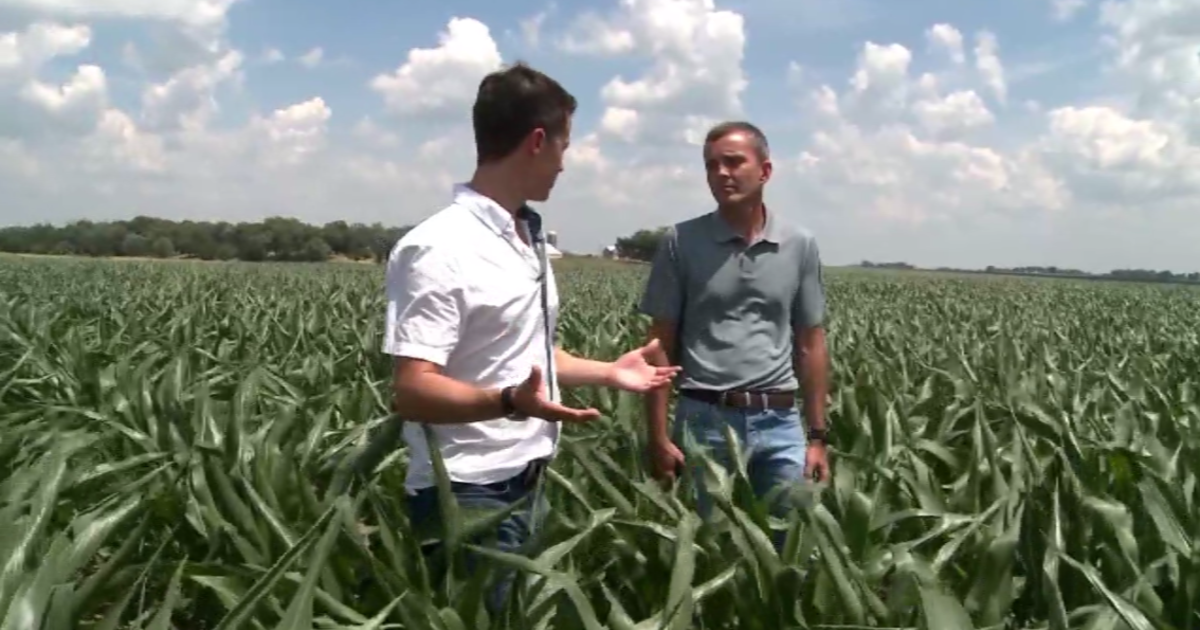 How Illinois soybean farmers deal with the effects of climate change