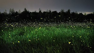 Biologists: To save fireflies, turn off backyard lights this summer