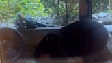 Watch a Giant Black Bear Rip Through a Wooden Deck to Attack a Beehive