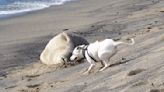 Watch: Unleashed dog harasses endangered Hawaiian monk seal