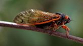 Cicadas are coming to Massachusetts - but not this year