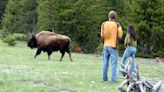 Yellowstone Visitors Keep Doing Dumb Stuff Around Wildlife