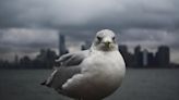 Highly Pathogenic H5N1 Avian Flu Detected in New York City Wild Birds