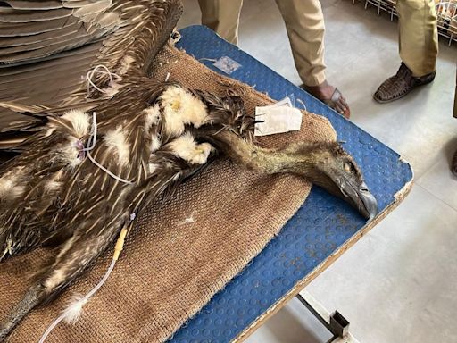 White-rumped vulture rescued in Adyar dies of dehydration