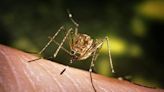 1 confirmed West Nile Virus case in the town of Kershaw, officials said