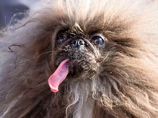 ‘World’s ugliest dog’ is a long-tongued frizz-ball called Wild Thang