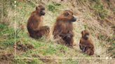 Baboons Appear To Do Statistics The Same Way You Do