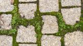Remove moss between paving stones with popular cleaning product in your cupboard
