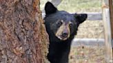 Florida wildlife officials warn bear encounters will be more likely this summer