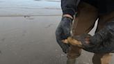State closes razor clam fisheries again for 2024