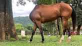 Will a headless horse take the crown at this year's Comedy Pet Photo Awards?