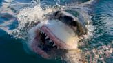 How to watch Shark Week 2024 online right now: Full schedule, channels and more