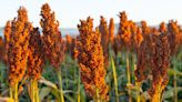 Chefs Explain What Sorghum Is And What You Can Do With It