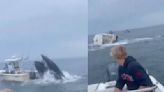 VIDEO: Enorme ballena embiste y hunde pesquero en Portsmouth