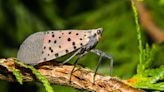 What plants attract spotted lanternflies? Avoid these 5 for a pest-free yard