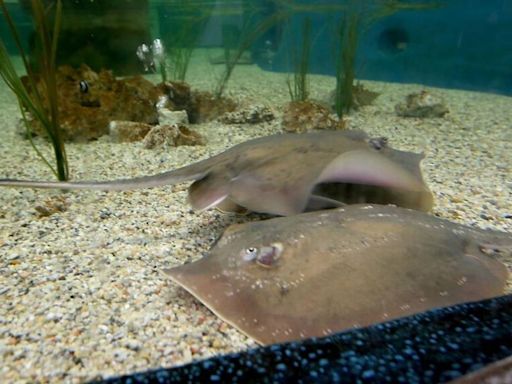 Charlotte, the stingray whose mysterious pregnancy went viral, is dead