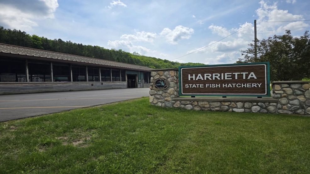 A 'gut punch': DNR forced to euthanize over 31,000 Atlantic salmon at hatchery