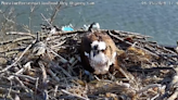 Dramatic video shows owl attacking osprey in Moraine State Park nest