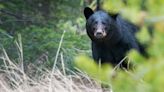 Black bear spotted in Scarborough neighborhood