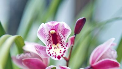 Grow These Gorgeous Orchids