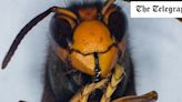 British bees ‘too scared to go out’ because of Asian hornet threat