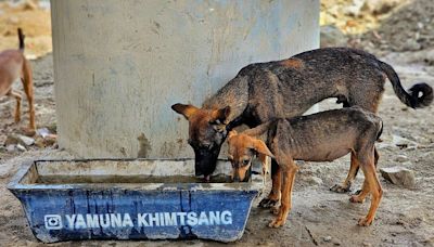 Delhi’s animals dying of heat stress, thirst—dogs bleeding through their noses, cats panting