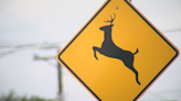 Coroner IDs passenger killed when car collided with deer in Clearfield County