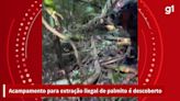 Acampamento para extração ilegal de palmito é descoberto em área ambiental de Florianópolis