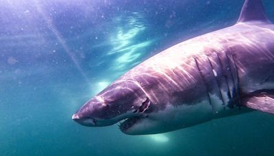 Mark and Big Daddy among the white sharks seen off Cape Cod in the last week