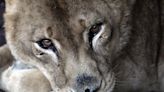 “Hoy entendemos que no está bien”: el triste final de una leona exhibe el drama de los zoológicos abandonados en el país