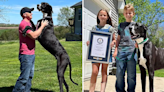 Kevin, o cão mais alto do mundo, morreu aos três anos