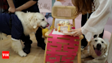 Puppy love: Canine weddings on the rise in China - Times of India