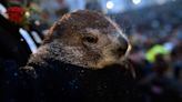 Punxsutawney Phil's twin pups officially given names in Mother's Day ceremony