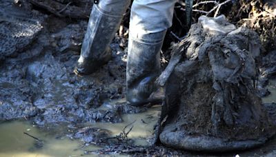 A Mammoth First: 52,000-Year-Old DNA, in 3-D