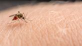 Genetically modified mosquitos released in US not tied to Gates, malaria cases | Fact check