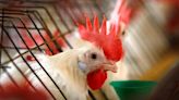 Chicken culling, disposal raise concern as bird flu spreads