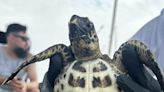 Critically endangered sea turtle makes 'exciting' appearance in Galveston